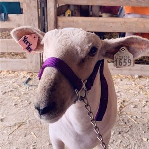 Meet your Posher, Amy